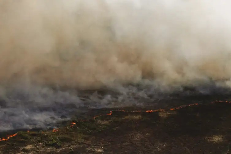 incendio-no-pantanal-tem-cenario-de-animais-em-fuga-e-muita-ventania